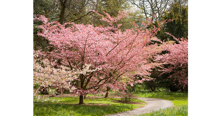 Admire Batsford Arboretums nationally-renowned collection of Japanese flowering cherries when they blossom this spring 2022.